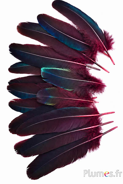 Fazant Swinhoe - 10-17 cm - zwart-nachtblauw-bordeaux